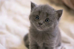 russian blue kitten photo