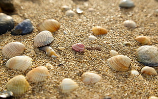 assorted seashell lot, sand, seashells, nature HD wallpaper