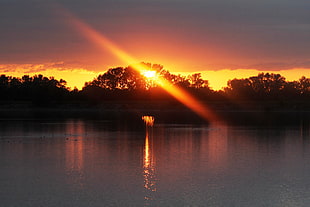 calm body of water with silhouette of tree background HD wallpaper