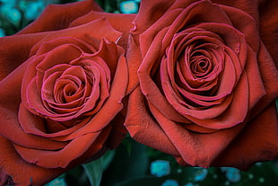 two red roses flower