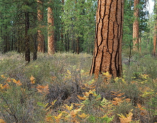 closeup photography of tree barks at daytime