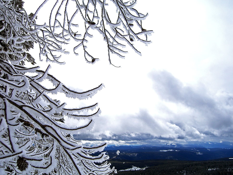 tree branches with snow HD wallpaper