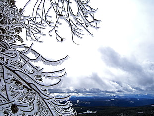 tree branches with snow