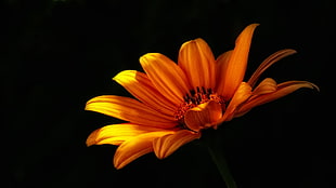 shallow focus photography of orange Daisy HD wallpaper