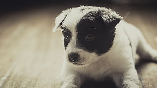 short-coated white and black puppy, animals, dog