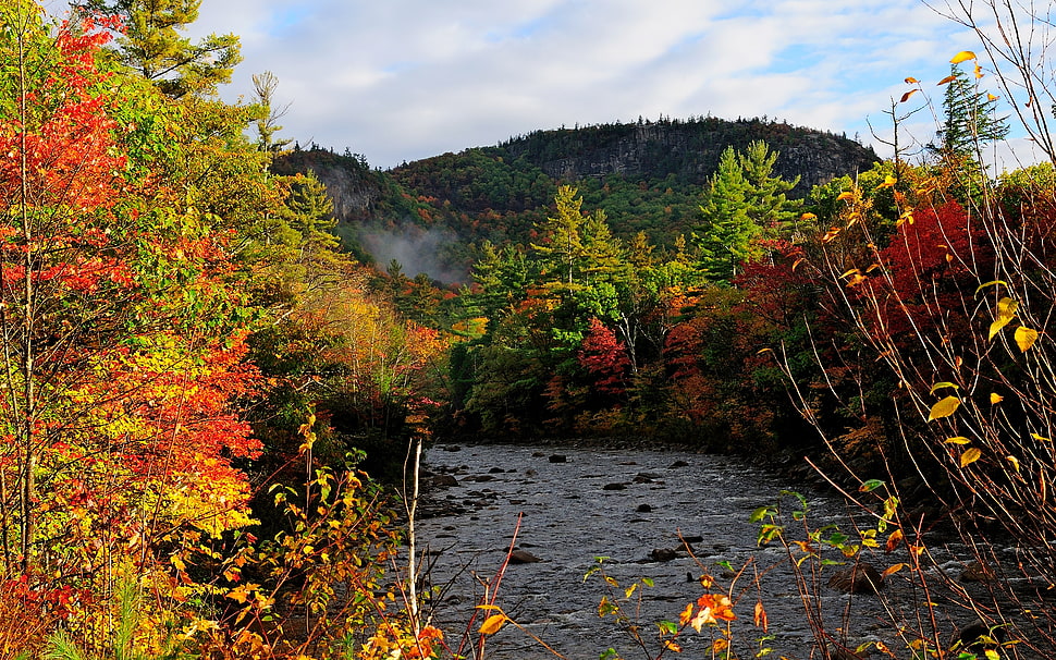 green and red leaf trees landscape photography HD wallpaper