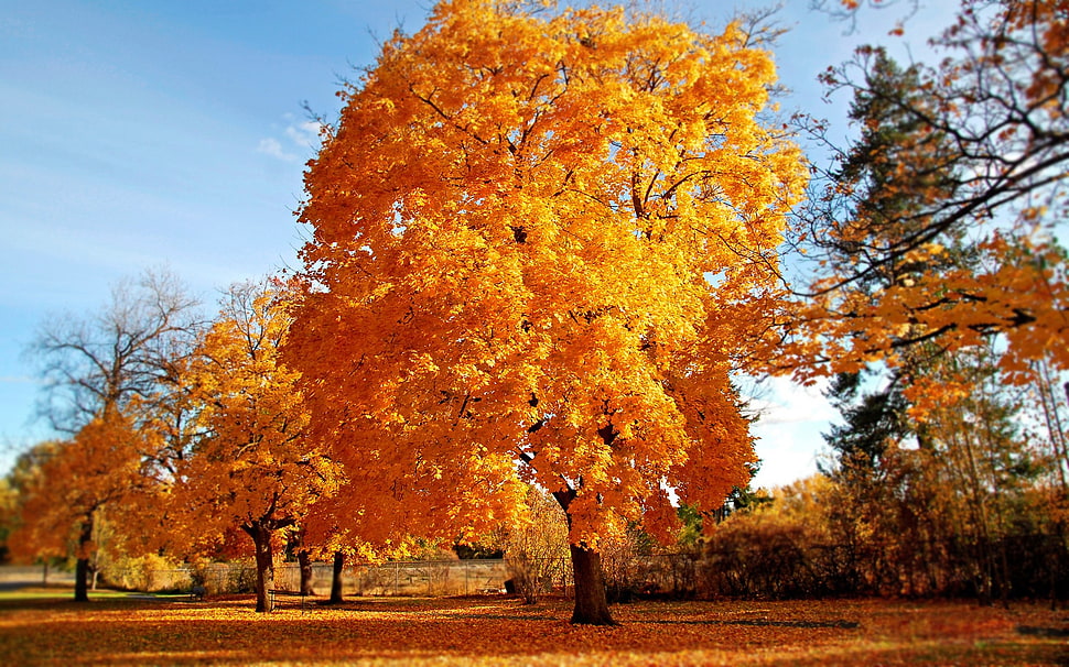 autumn season HD wallpaper