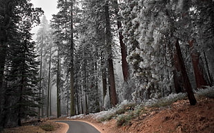 selective color photography of gray road surrounded by trees