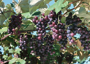 ripe grapes on trees