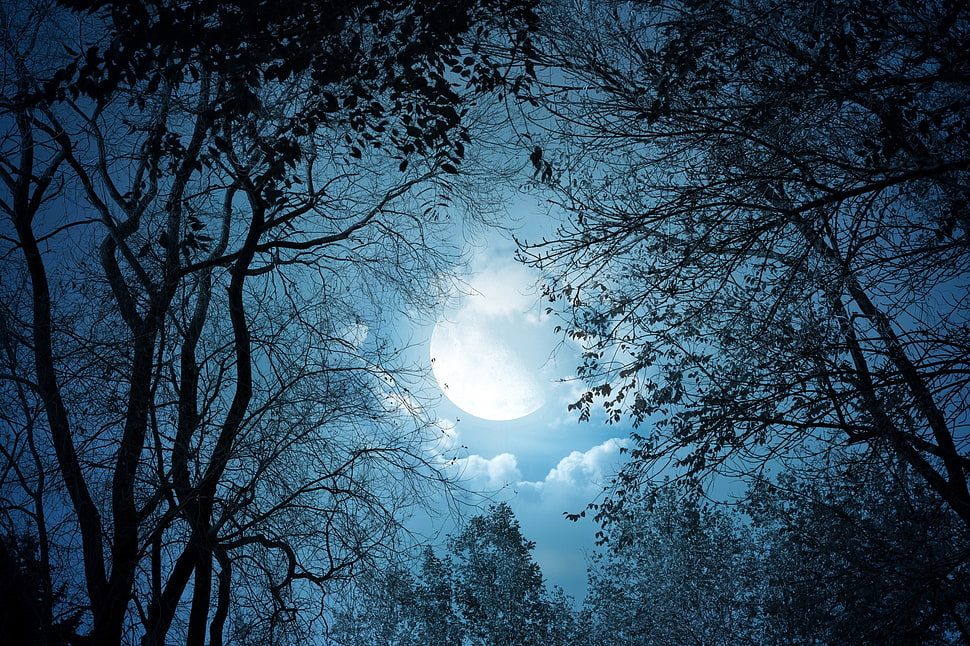 March Gathering 2024 Fantasy-art-trees-forest-moon-wallpaper-preview
