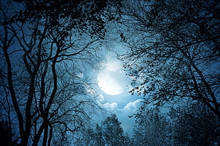 moon and tree, fantasy art, trees, forest, Moon