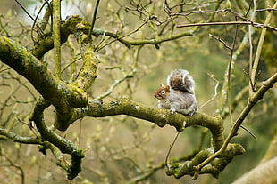 grey squirrel on tree branch at daytime, victoria park