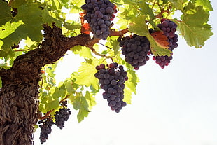 grapes on tree brancjh HD wallpaper