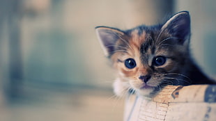 close up photo of a Calico kitten HD wallpaper
