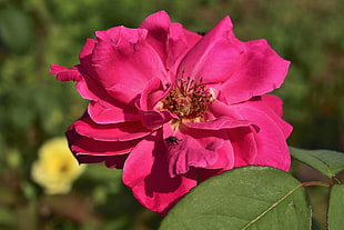 pink clustered flower, Rose, Petals, Bud