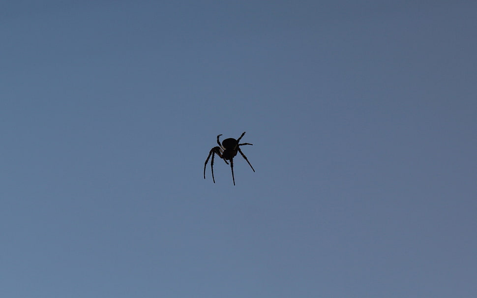 shallow focus photography of black spider HD wallpaper
