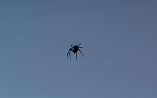 shallow focus photography of black spider