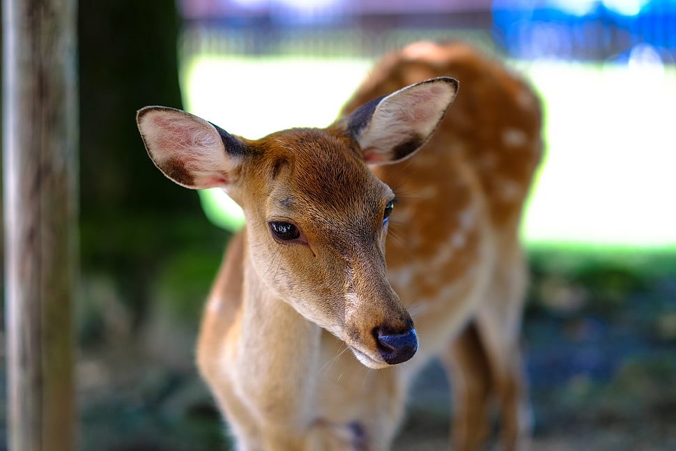 brown deer HD wallpaper