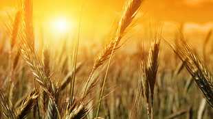 green rice grain, nature, plants, sunlight, wheat