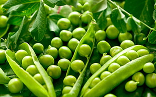 macro photo of green peas