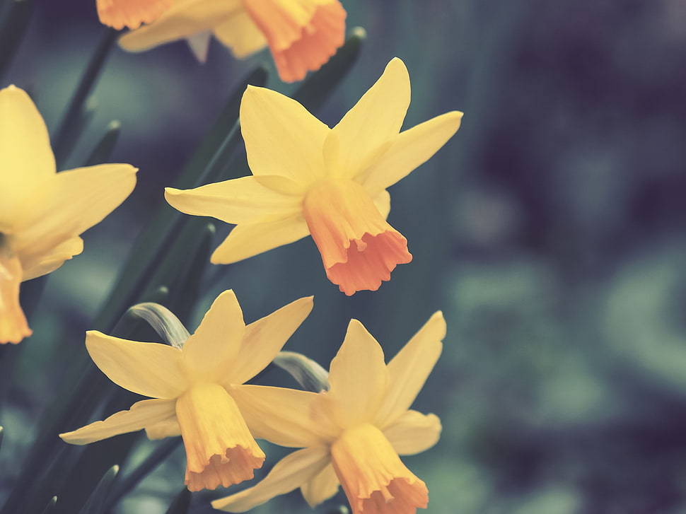 yellow daffodils, Daffodils, Flowers, Buds HD wallpaper