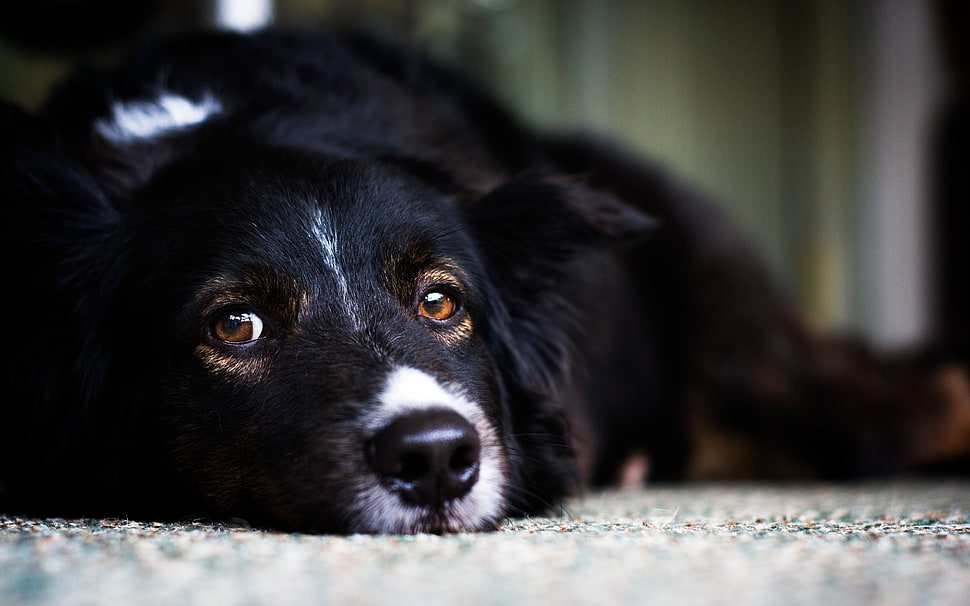 Bernese Mountain dog closeup photography HD wallpaper