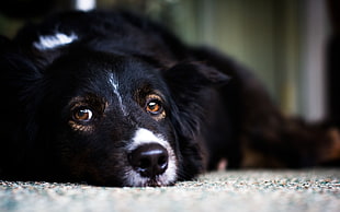 Bernese Mountain dog closeup photography