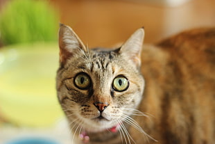 selective focus photography of brown  tabby cat, cats