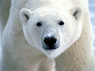 Polar bear HD wallpaper