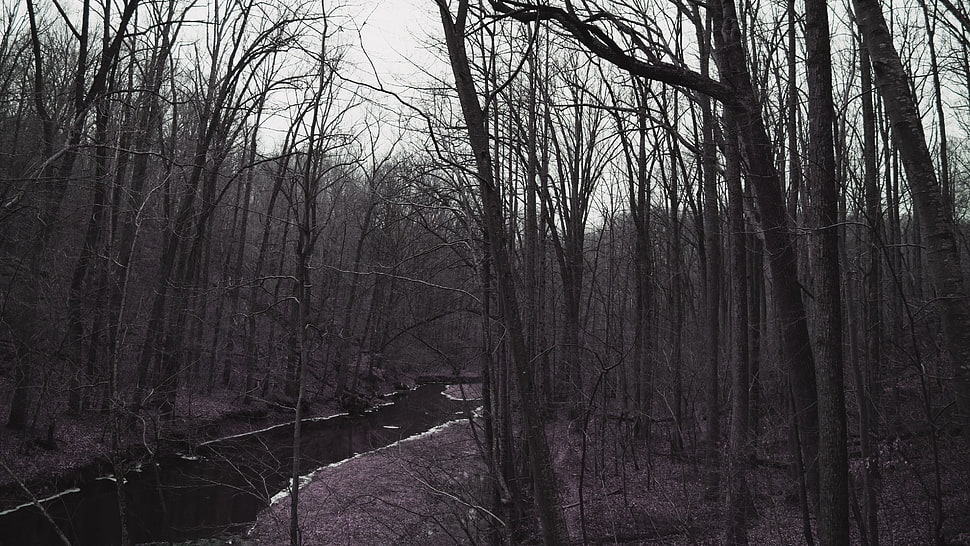 gray withered trees, nature, river, forest HD wallpaper