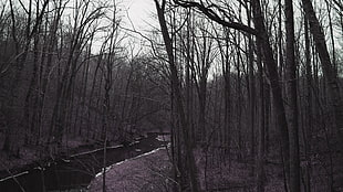 gray withered trees, nature, river, forest