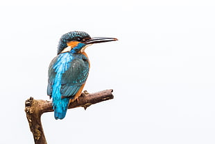 blue and brown bird on branch HD wallpaper