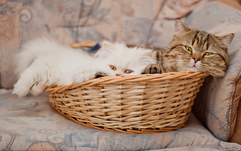 two white and brown tabby cats lying on pet bed HD wallpaper