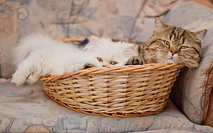two white and brown tabby cats lying on pet bed