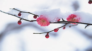 closeup photo of pink petaled flower filled with snow