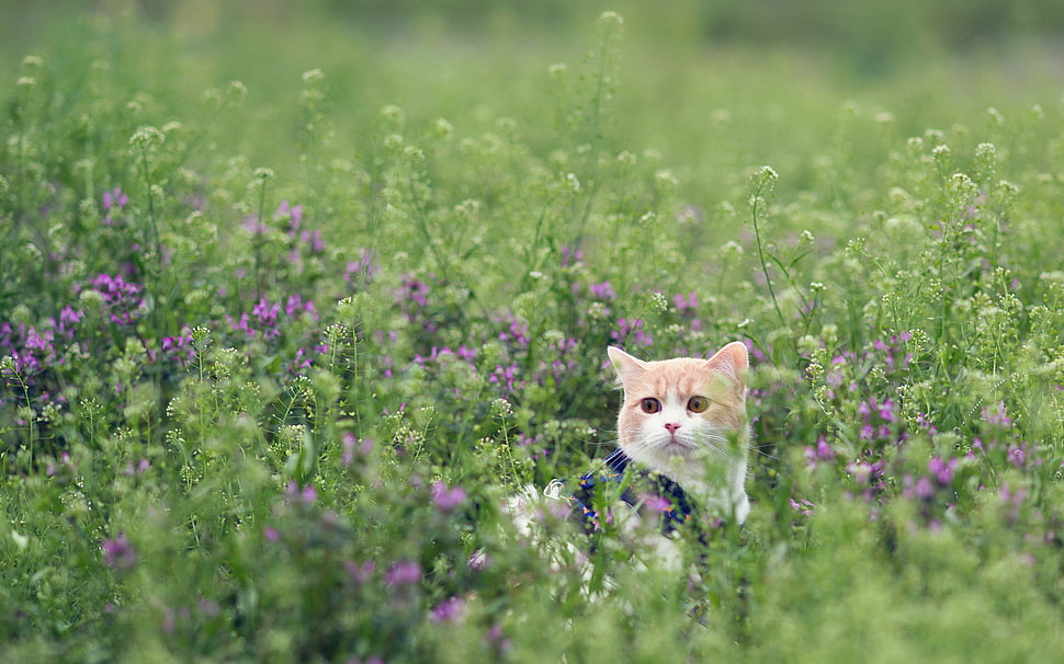 orange tabby kitten in purple flower field HD wallpaper