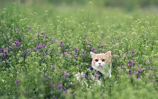 orange tabby kitten in purple flower field