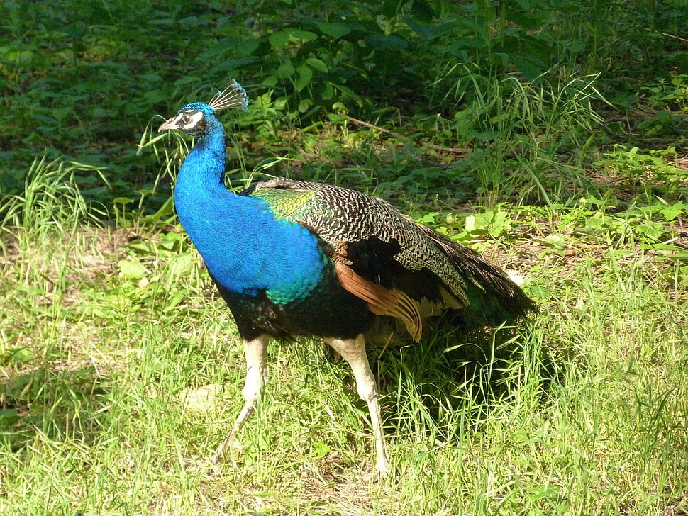 blue and black peacock on grass HD wallpaper