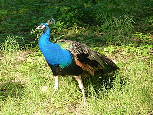 blue and black peacock on grass