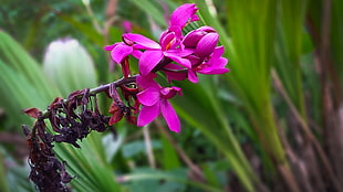 pink and purple petaled flower, orchids, flowers