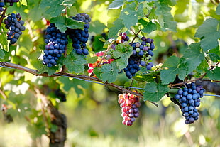 purple and red grapes