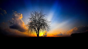silhouette of dried tree during dusk HD wallpaper