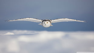 white owl, owl, birds, snow