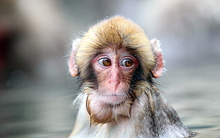 gray monkey HD wallpaper