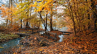 brown and green trees with lake and brown wooden bridge