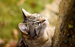 brown tabby cat, cat, animals HD wallpaper