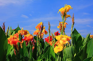 yellow and orange Canna Lily flowers in bloom during daytime HD wallpaper