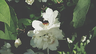 white petaled flower, plants, hymenoptera, flowers, macro
