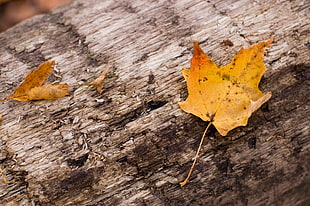 yellow maple leaf HD wallpaper
