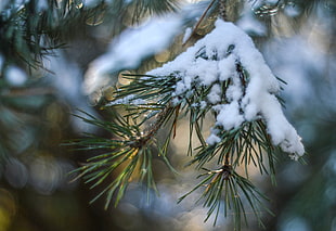 green pine tree, Spruce, Snow, Branch